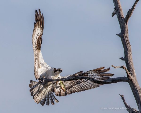 branche, oiseau, aile, faune, aigle, faucon