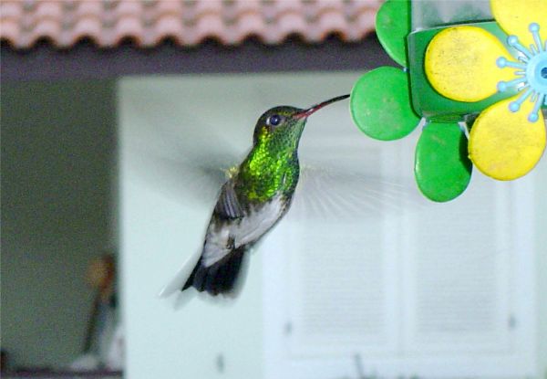 pássaro,asa,verde,beija Flor,azul,fauna