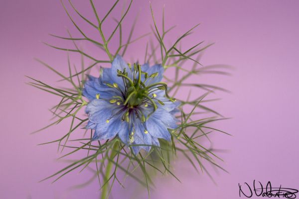 plant, flower, bokeh, petal, macro, canon