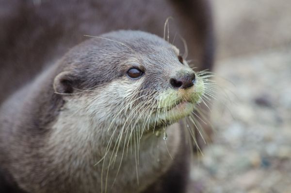 animais selvagens,mamífero,fauna,Bigodes,focinho,vertebrado