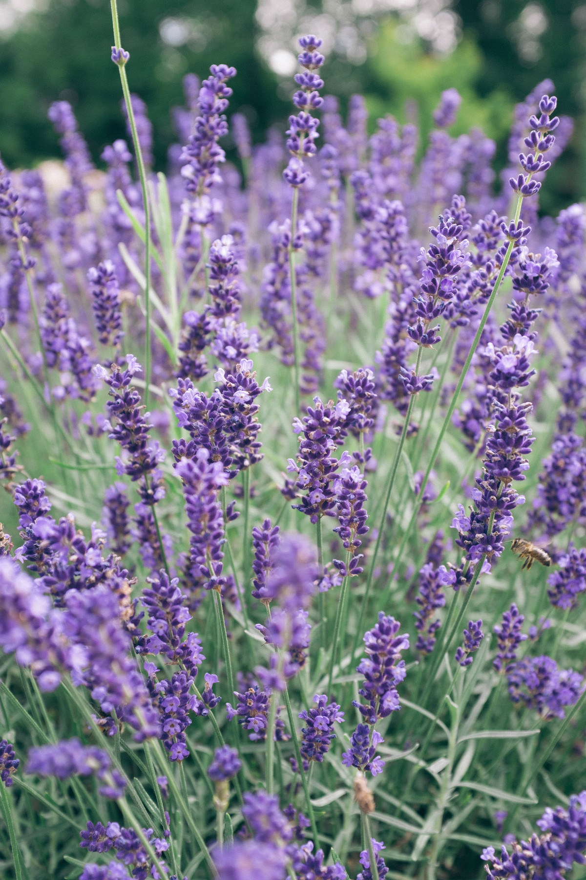 plante, fleur, herbe, lavande, plante à fleurs, Sauge commun, Plante annuelle, Plante terrestre, Lavande anglaise, Lavande française, Hyssopus, Lavandula dentata