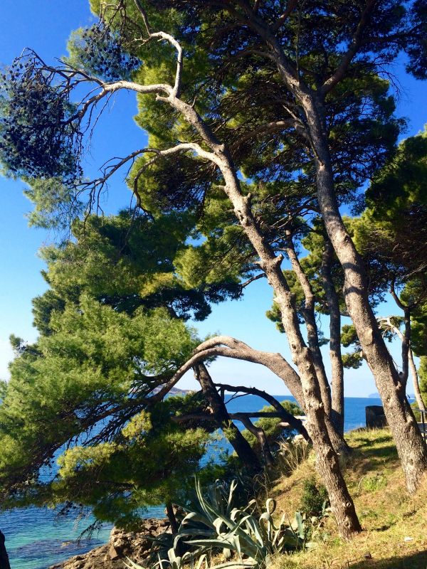 tree,branch,plant,flower,sea,sky