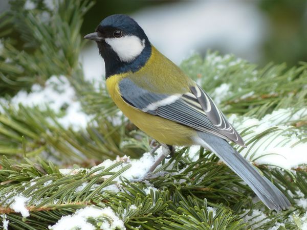 gren,vinter-,fågel,vilda djur och växter,näbb,trädgård