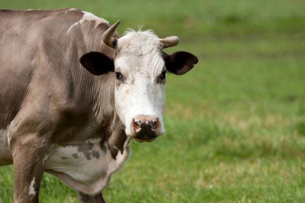 grama, campo, Fazenda, Prado, campo, animal