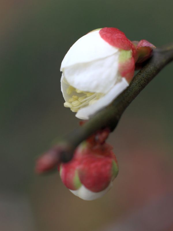 ブランチ, 花, 工場, フルーツ, 花, 鳥