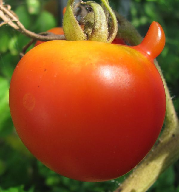 plante, frugt, blomst, mad, rød, fremstille