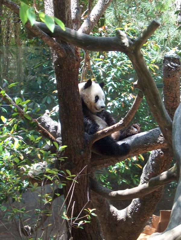 tree, nature, animal, cute, bear, branch