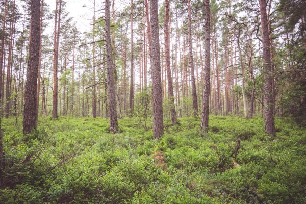 träd,natur,skog,utomhus-,vildmark,växt