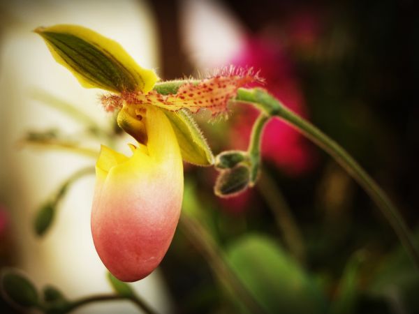 naturaleza, flor, crecimiento, planta, blanco, rama