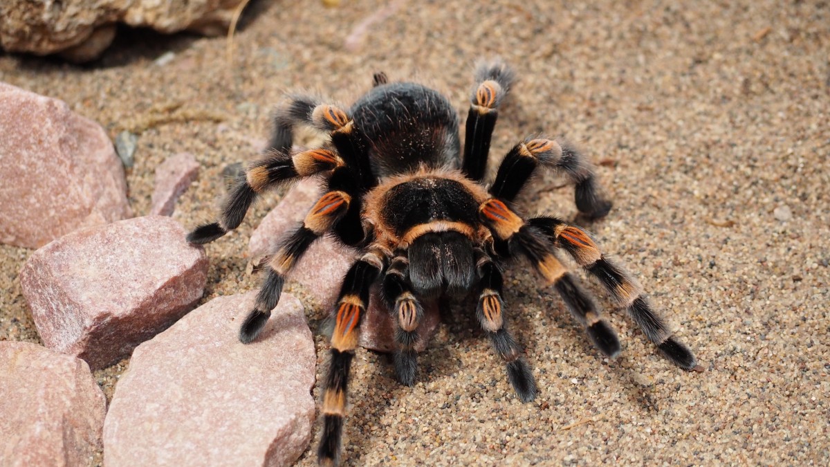 alam, hewan, coklat, hitam, fauna, invertebrata, labah-labah, berbulu, arakhnida, jenis, Tarantula, berbahaya, fotografi makro, arthropoda, laba-laba serigala, Araneus, orb weaver laba-laba