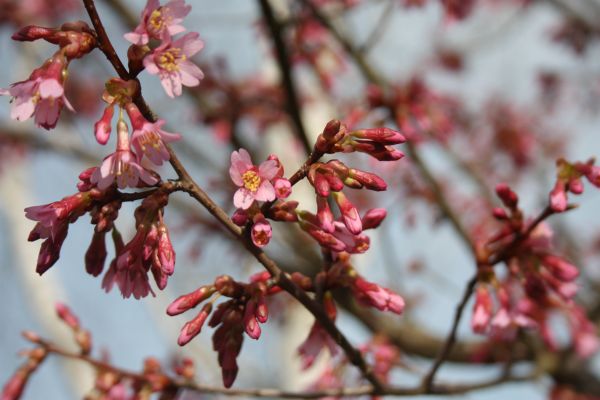 Baum, Natur, Ast, blühen, Pflanze, Frucht