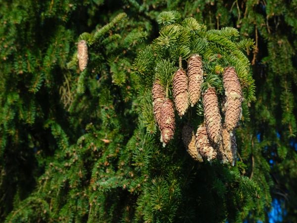 pohon, alam, hutan, cabang, musim dingin, menanam