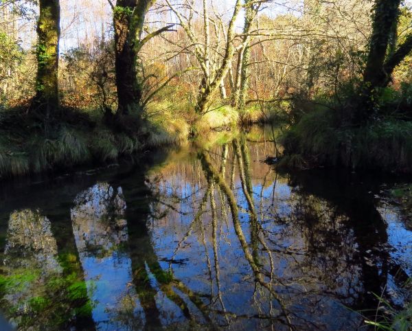 paesaggio, albero, foresta, torrente, palude, natura selvaggia