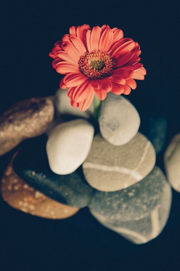 rock,planta,fotografía,flor,pétalo,piedra