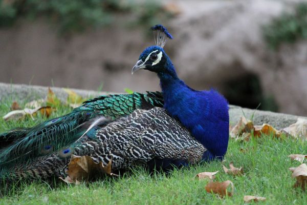 bird, animal, wildlife, wilderness, prairie, wild