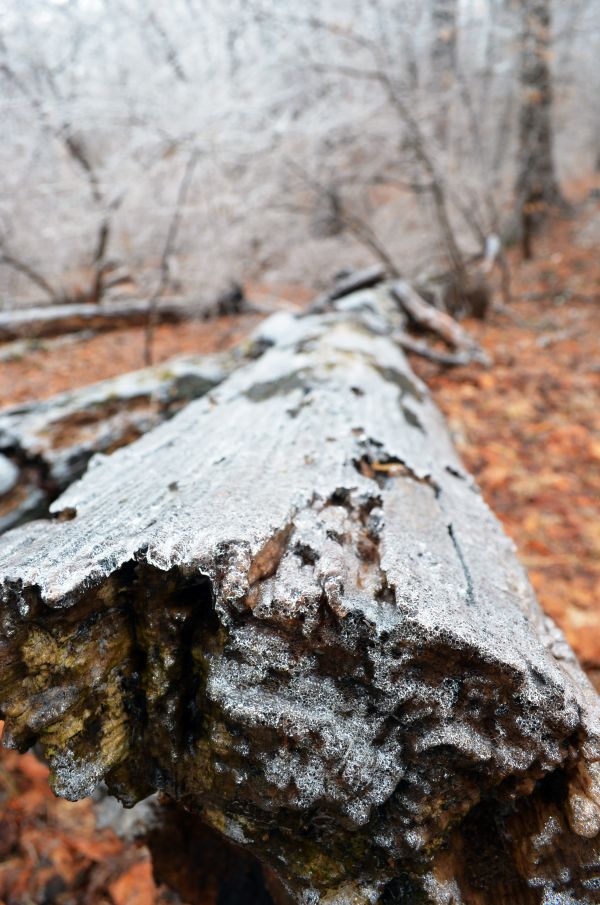 tree, rock, branch, nature, forest, snow