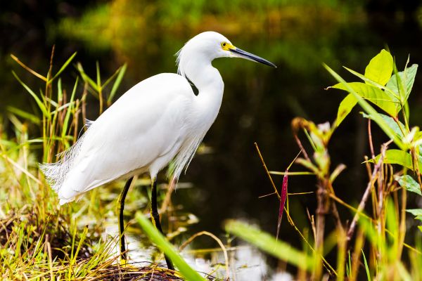 oiseau,faune,le bec,eau,la nature,vert