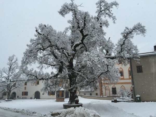 boom,tak,sneeuw,winter,fabriek,vorst