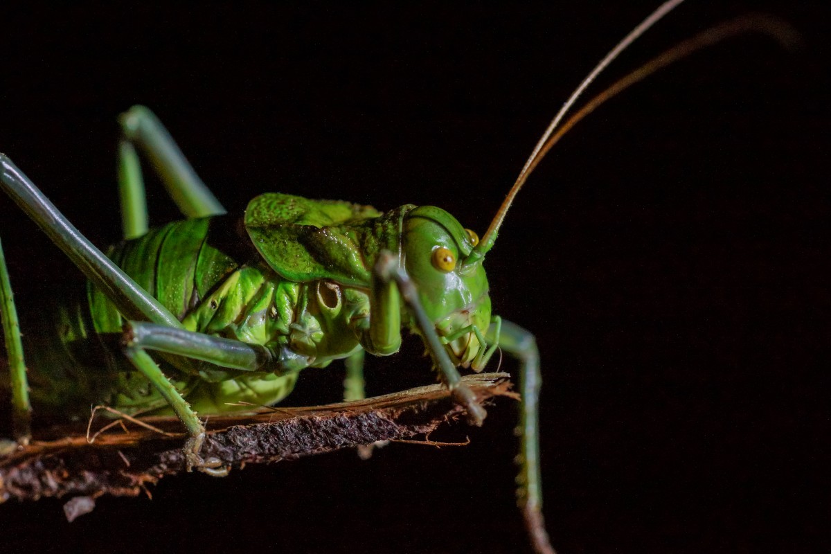 natuur, fotografie, groen, insect, macro, fauna, ongewerveld, krekel, detailopname, 100mm, dieren, bidsprinkhaan, naturaleza, A77, sprinkhaan, sprinkhaan, ggl1, gaby1, xovesphoto, animales, sonya77, carricanta, neocallicraniabolivari, minolta100mm, macrofotografie, geleedpotige, installatiestam, cricket als insect