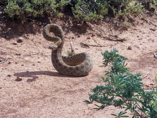 natuur, wildlife, reptiel, fauna, prairie, bodem