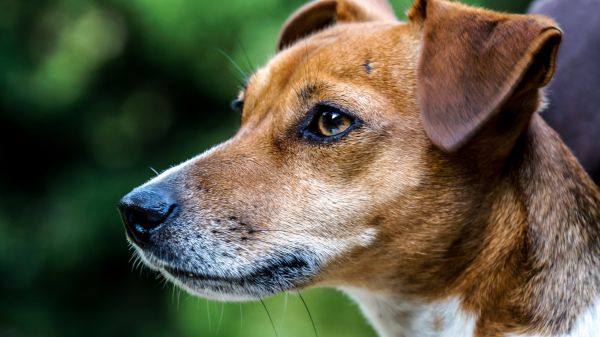 nature,puppy,dog,animal,close,trees