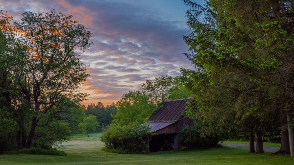 paysage,arbre,la nature,herbe,nuage,ciel