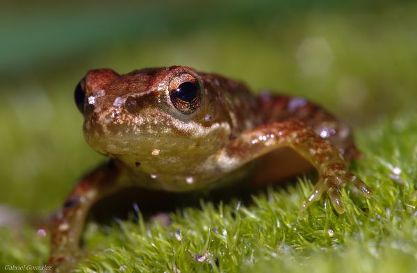 natur,vilda djur och växter,grön,makro,groda,padda