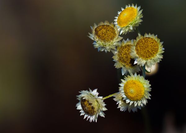 Natura,gałąź,roślina,fotografia,kwiat,płatek