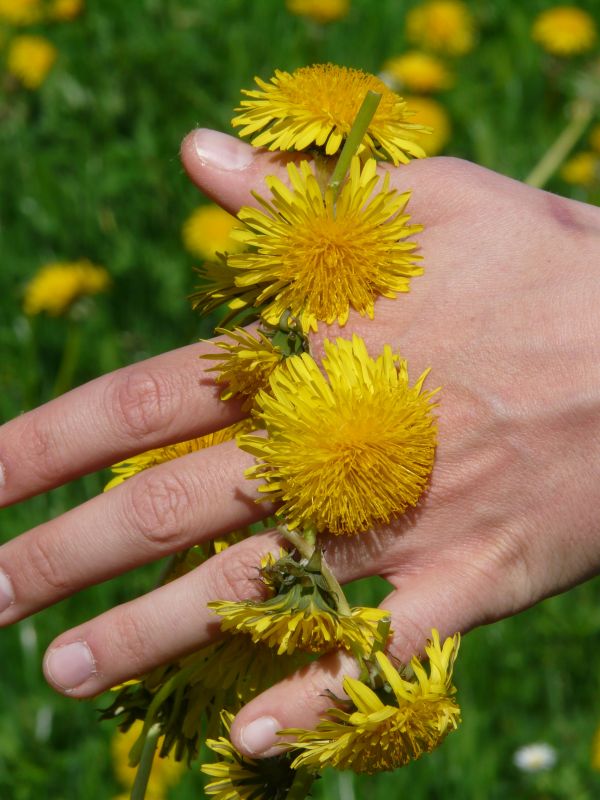 plantă,luncă,păpădie,floare,mână,frunze