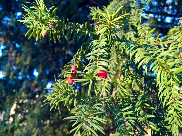 árbol, naturaleza, bosque, rama, planta, invierno