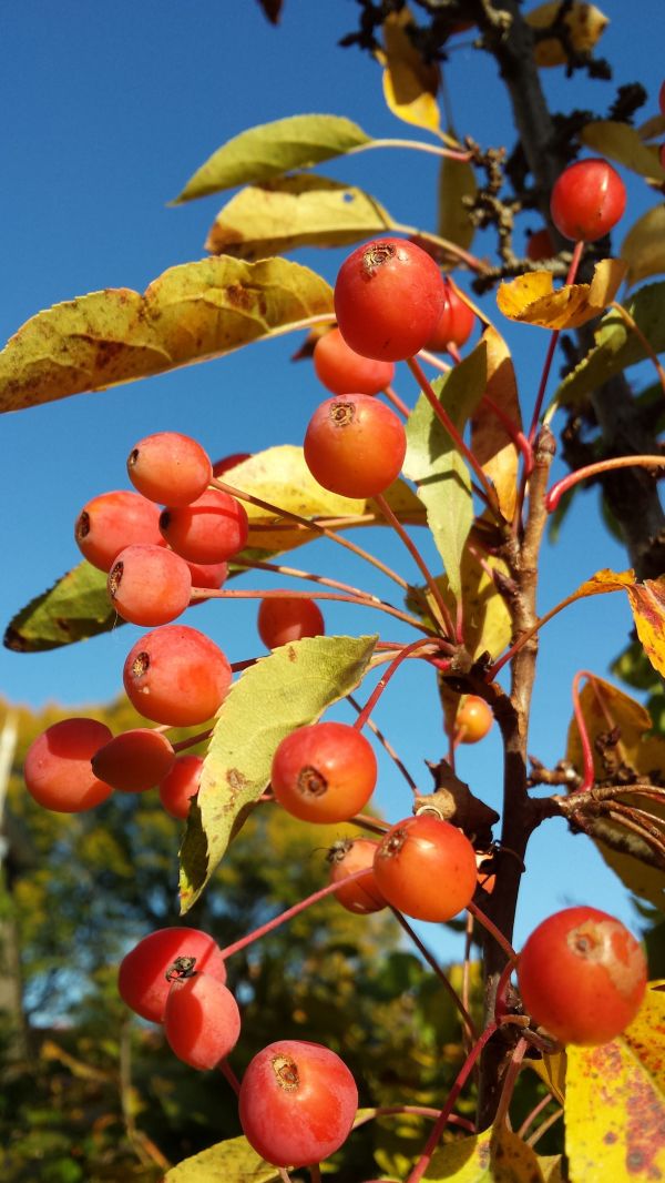 boom,tak,fabriek,fruit,bloem,blad