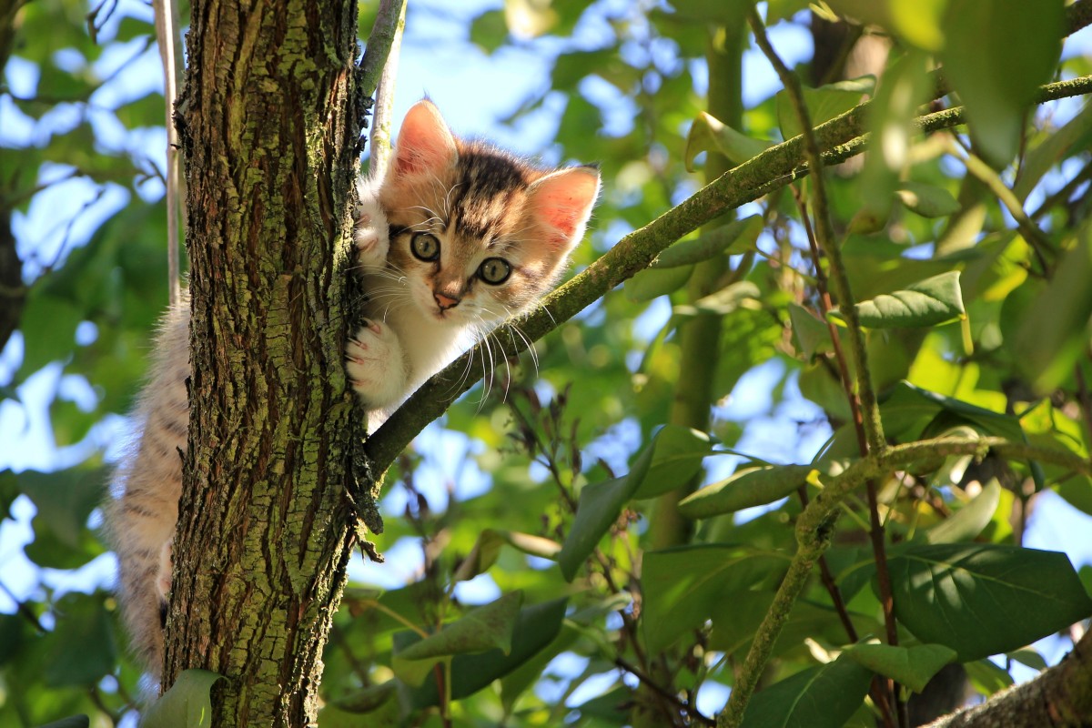 pohon, cabang, manis, bunga, hewan, musim panas, margasatwa, hijau, rimba, anak kucing, kucing, binatang menyusui, fauna, uskup agung, bertulang belakang, bagus, lokal, menarik, monyet dunia baru