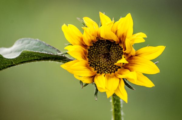 landskab, natur, græs, udendørs, blomst, vækst