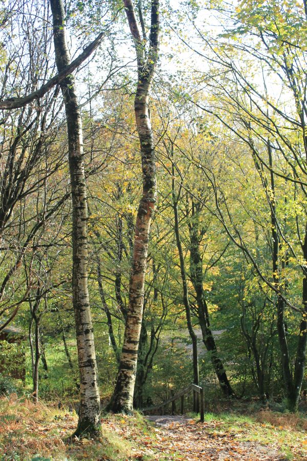 boom, natuur, Bos, tak, fabriek, gras