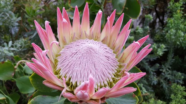 pianta, fiore, botanica, flora, Fiore di campo, petalo