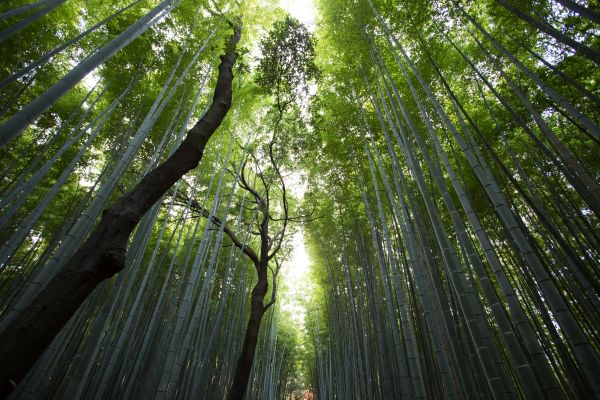 tree,nature,forest,branch,leaf,sunlight