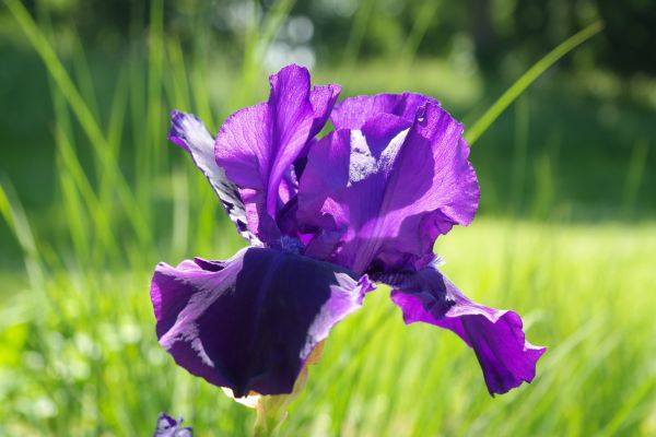 自然, 花, 工場, 花, 草原, 紫の