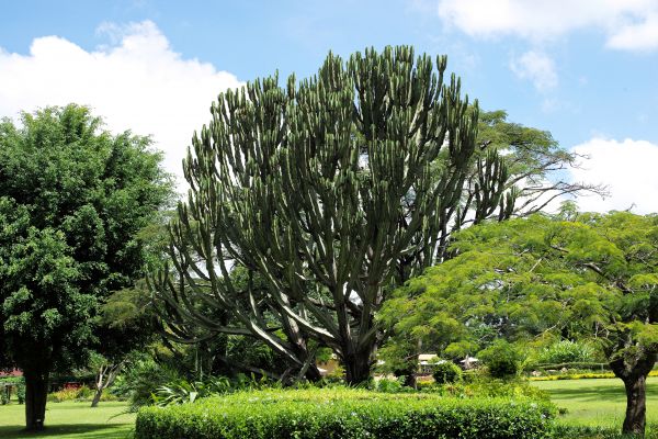 árbol,planta,flor,viajar,césped,hojas perennes