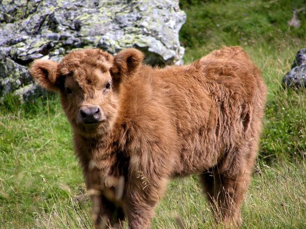 Natur,Gras,Tier,Tierwelt,Welpe,Kuh