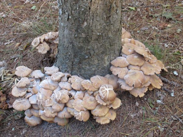 Natur, Wald, Herbst, Baum, fallen, Kofferraum