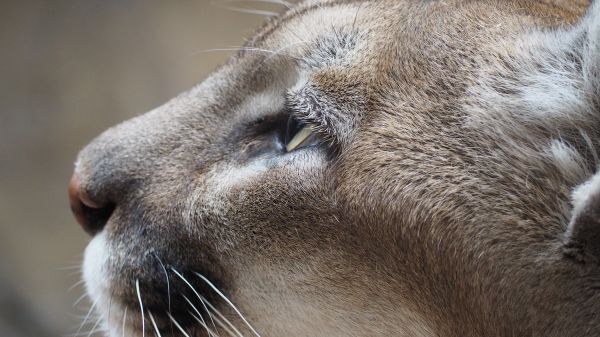 la nature, Montagne, animal, En regardant, faune, sauvage