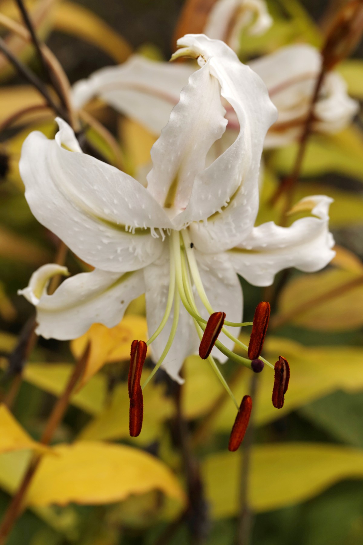 开花, 厂, 花, 植物学, 植物群, 野花, 特写, 灌木, 百合, 宏观摄影, 开花植物, 白百合, 洋葱植物, 陆地植物, 小鹿百合, 百合