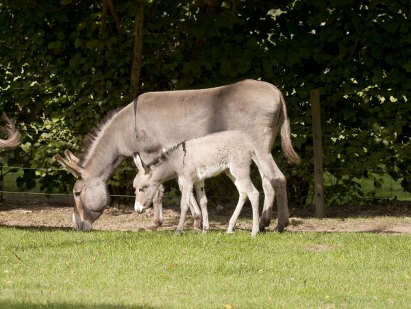 animais selvagens,jardim zoológico,pasto,Pastoreio,Cervo,rebanho