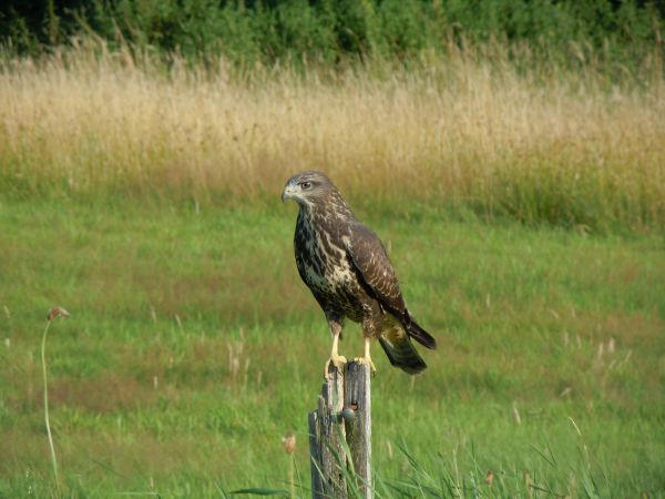 természet,madár,vadvilág,csőr,préri,fauna