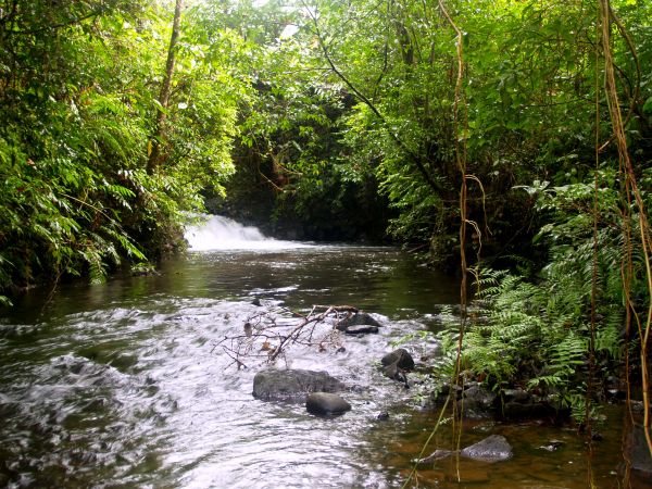 agua, floresta, ao ar livre, Rocha, árvore, cascata