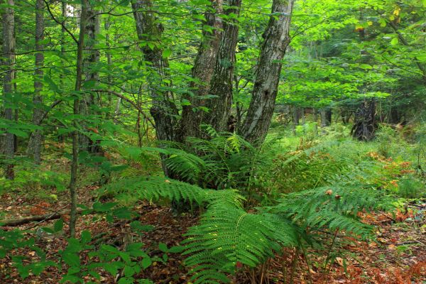 copac,natură,pădure,pustie,plantă,drumeții