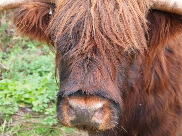 bétail,pâturage,pâturage,cheval,marron,mammifère