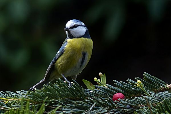 natur,gren,fågel,vilda djur och växter,näbb,trädgård