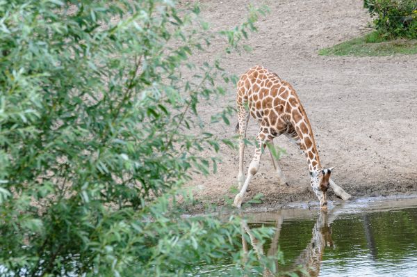 Tier,Tierwelt,Zoo,Afrika,Säugetier,Getränk