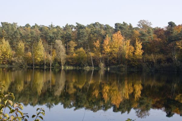 peyzaj, ağaç, doğa, orman, çöl, bataklık